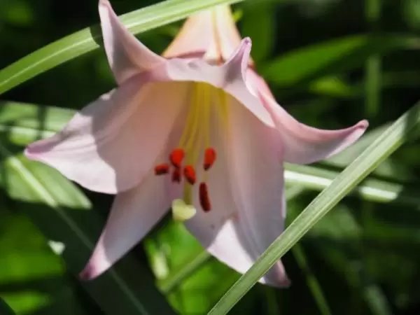 🏝️ 이시마 섬(이시마) 이미지 9